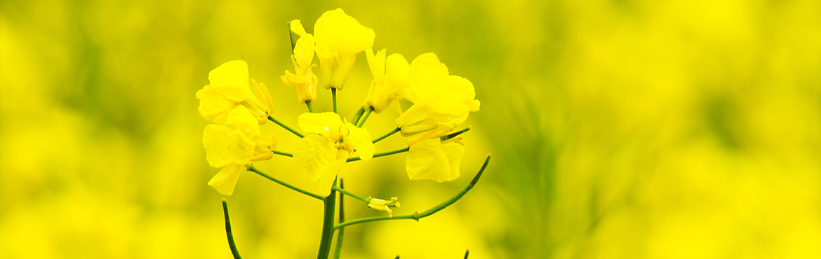 綠態(tài)低芥酸菜籽油