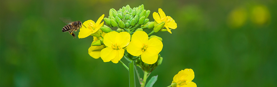 綠態(tài)風味原香菜籽油